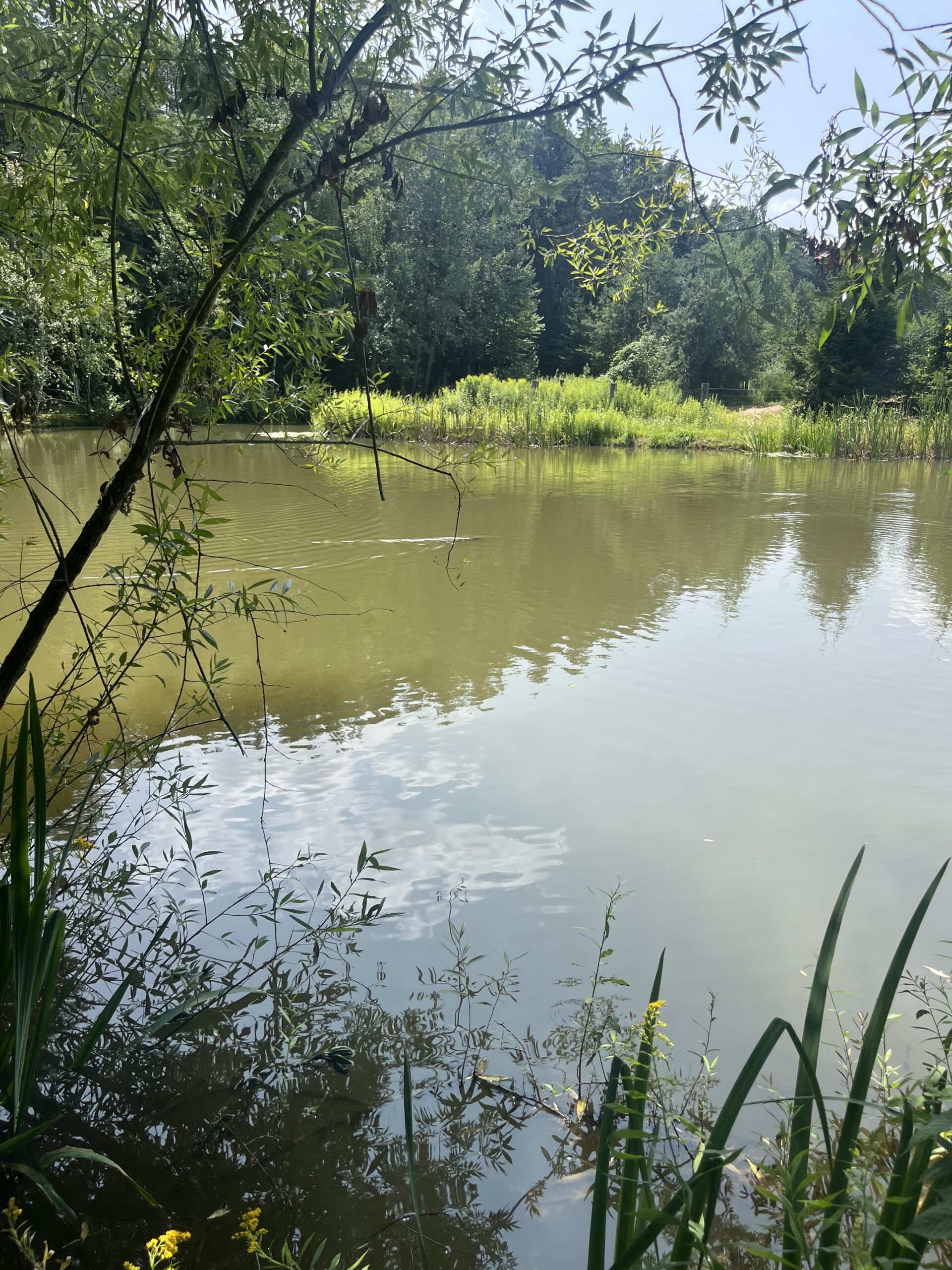 Auszeit am Teich